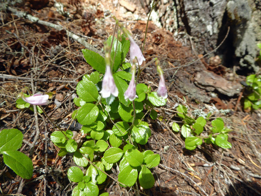 Twinflowers (Linnaea borealis)