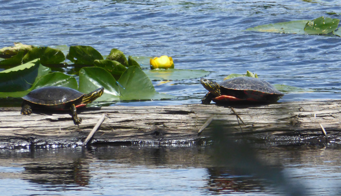 Turtles on a log