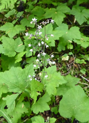 Foamflower (Tiaella trifoliata)