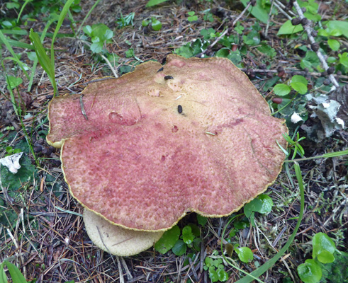 fungus