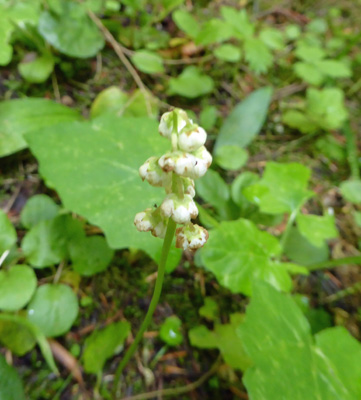 Green Wintergreen (Pyrola chlorantha)