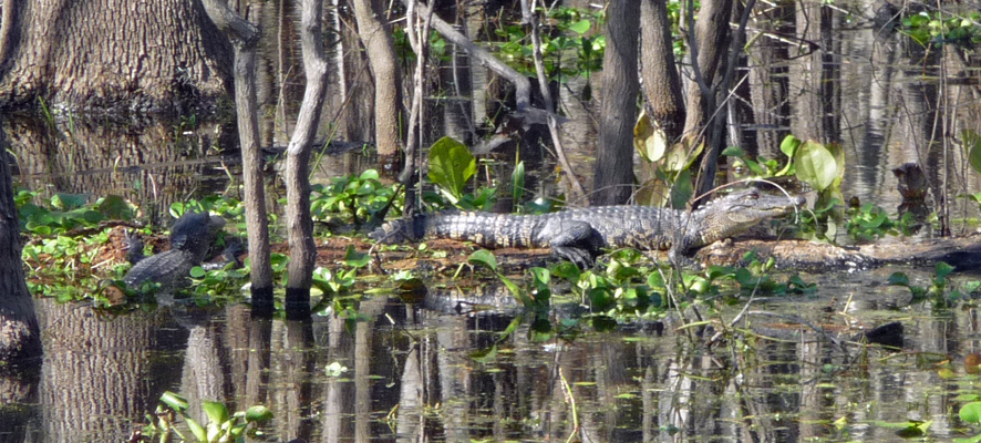 Little alligators Brazos Bend SP