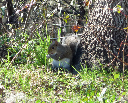 Squirrel Brazos Bend State Park