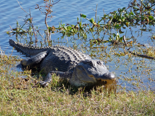 Gator with grass in mouth Brazos Bend SP