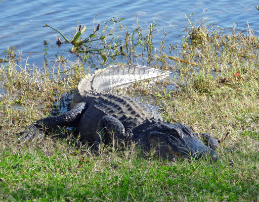 Alligator in grass Brazos Bend SP