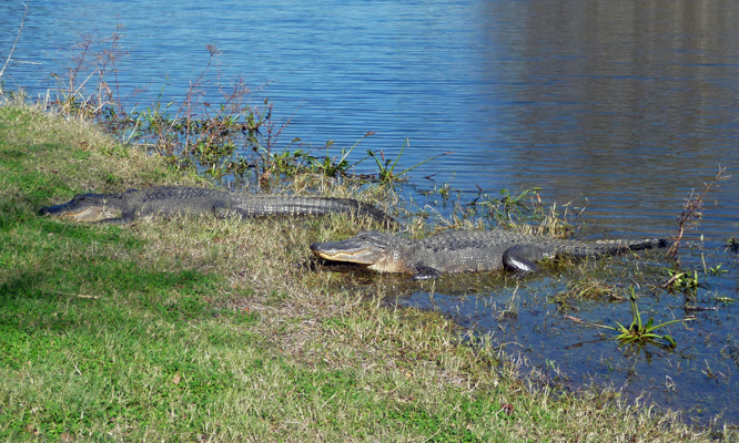 Alligators Brazos Bend State Park