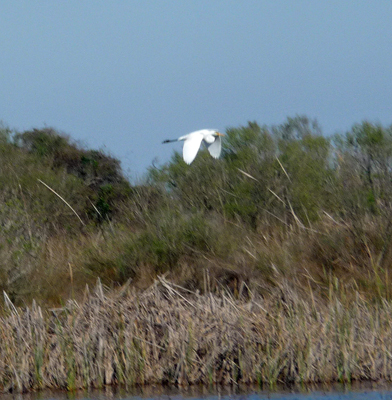 Great Egret in light Sea Rim SP