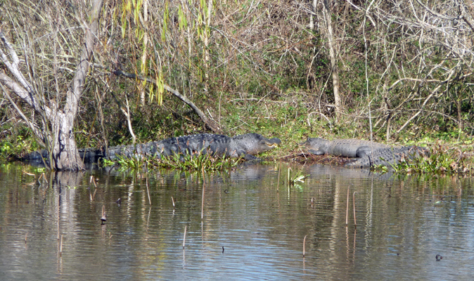 3 Alligators Brazos Bend SP