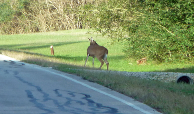 Deer Brazos Bend SP