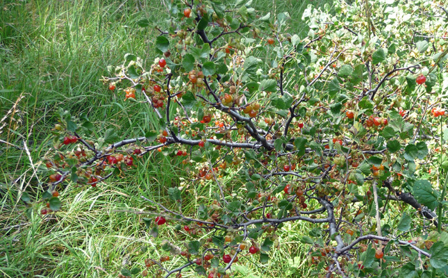 Wax currants (Ribes cereum)