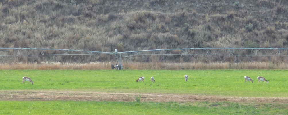 Antelope grazing near Dayville OR
