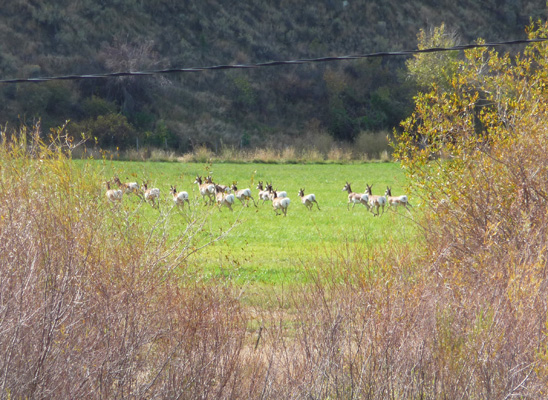 Fleeing antelope near Dayville OR