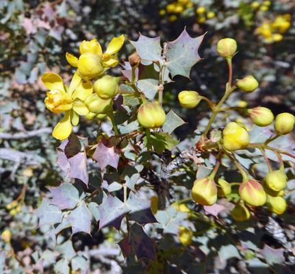 Desert Holly (Mahonia fremontii)