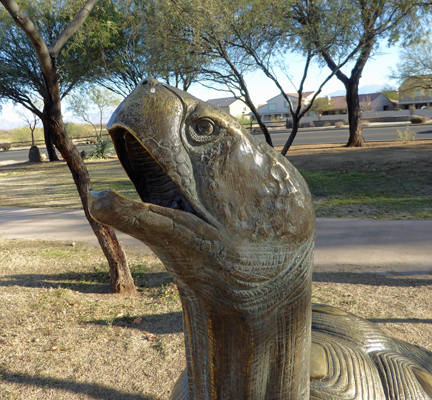 Closeup Desert Tortoise