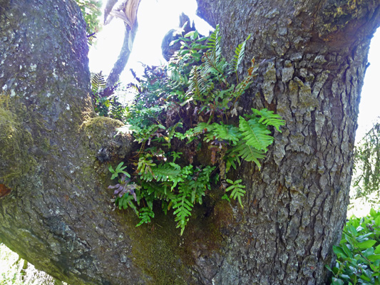 ferns in tree branches