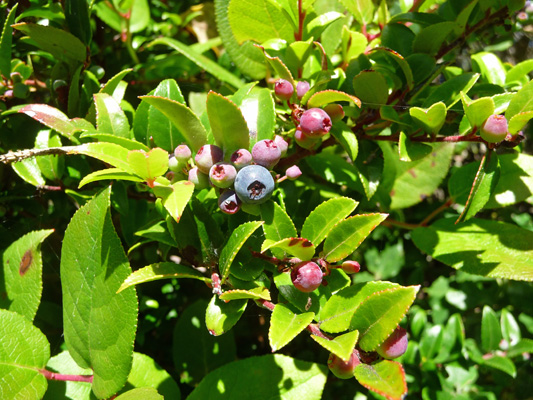 Huckleberries on Oregon Coast