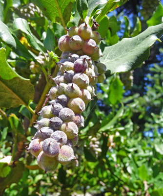 Unknown berries Sutton Recreation Area