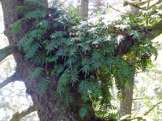 Large fern in tree Sutton Recreation Area