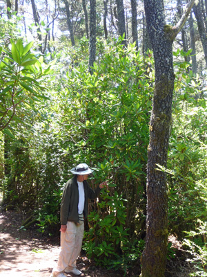 Walter Cooke and Pacific Rhododendron