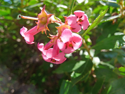 Unknown flower on shrub Oregon Coast