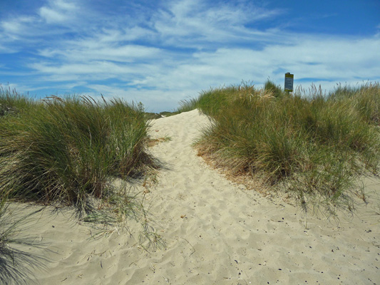 Path into Oregon Dunes