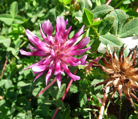 Cow’s clover (Trifoluim wormskioldii)