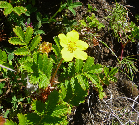 Pacific silverweed (Argentina egedii subsp egedii)