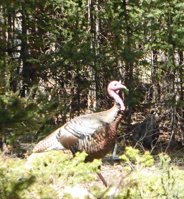 wild turkey Mueller State Park