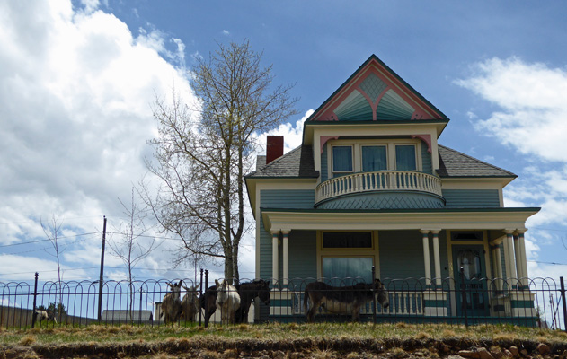 Cripple Creek donkeys and Victorian