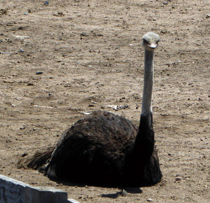 ostrich 