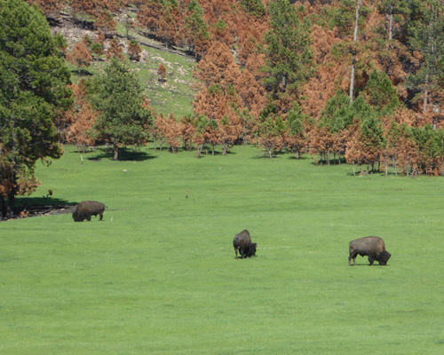 Bison Custer State Park