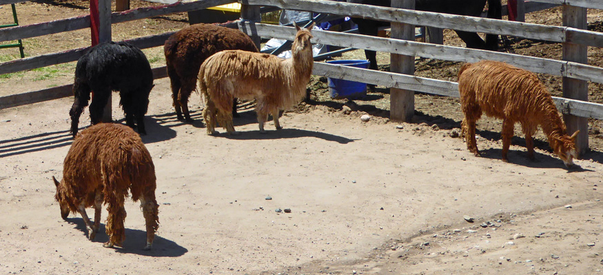 Llamas Terry Bison Ranch