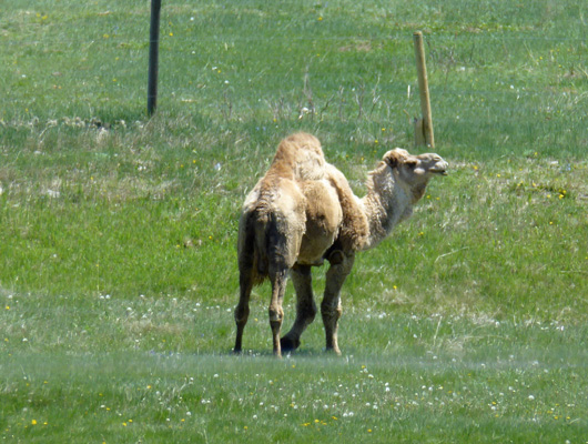 Camel Terry Bison Ranch