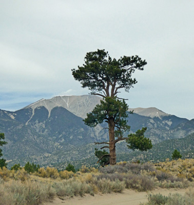 Ponderosa at Point of No Return