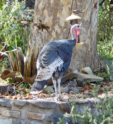 Wild Turkey Madera Canyon