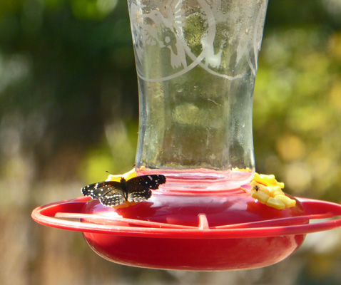 Butterfly on hummingbird feeder