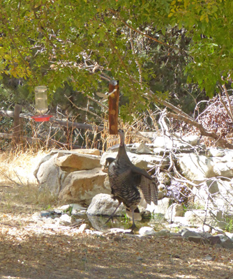 wild turkey leaping to suet feeder