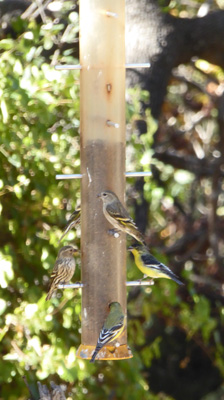 Goldfinches and house finches