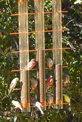 House finches and goldfinches