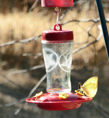 yellow butterfly on hummingbird feeder