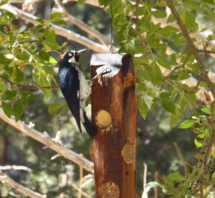 Acorn woodpecker Madera Canyon