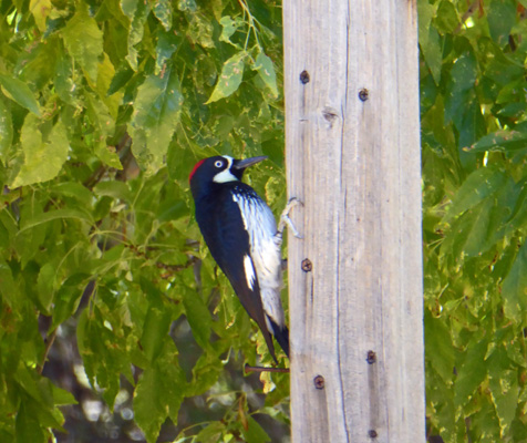 Acorn woodpecker