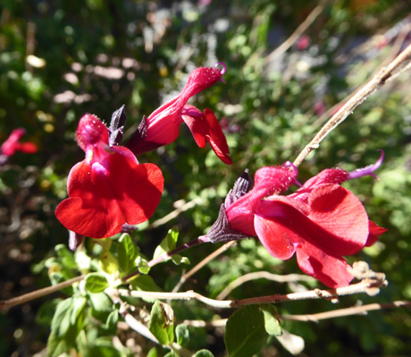 Deep red flowers