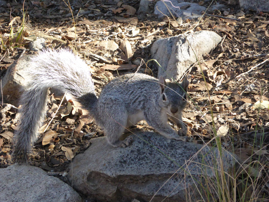 Grey squirrel Madera Canyon