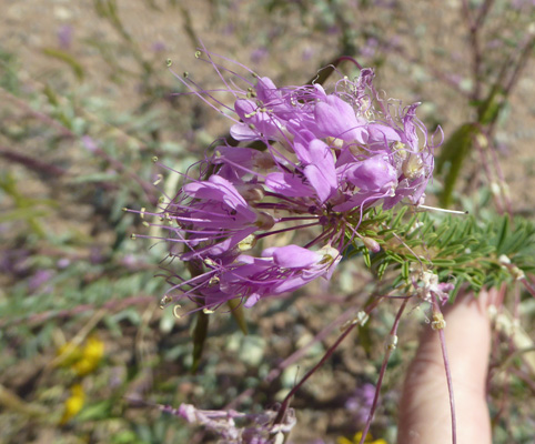 Rocky Mountain Bee-plant (Peritoma serrlata)