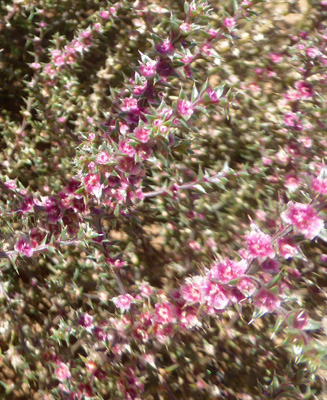 Prickly Russian Thistle (Salsola tragus)