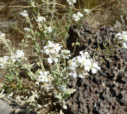 Spectacle Pod (Dimorphocarpa wislizeni)