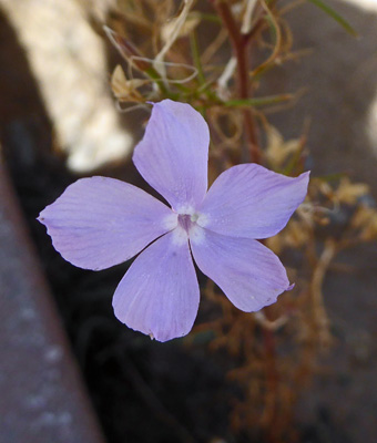 Starflower (Ipomopsis longiflora)