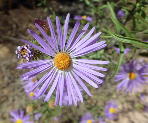 Hoary-aster (Dieteria canescens)