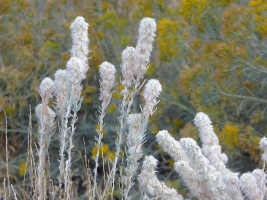 Winterfat (Eurotia lanata)